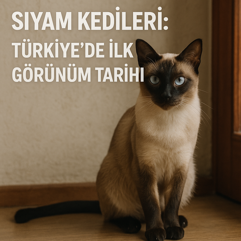 Siyam Kedileri: Türkiye’de İlk Görünüm Tarihi